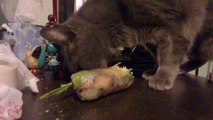 Cat eating Goi cuon spring roll.