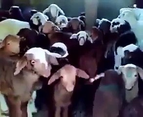goat class... very funny ... must watch.. hilqarious