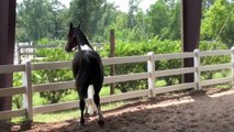 Dressage Prospect, Warmblood Gelding