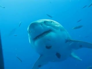 Graban a un palmo al tiburón blanco más grande del mundo