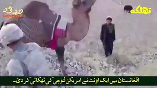 Afghanistan Mein Oont Ne American Fauji Ki Thukai Kar Di