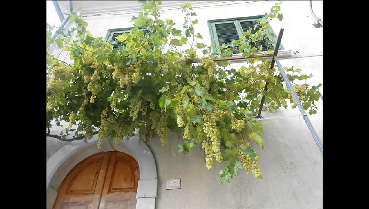 Nusco AV Assunta 2015-Campagna SA chiena 2015.