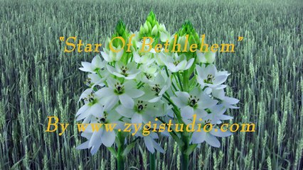 Time-lapse of growing White “Star Of Bethlehem” flower