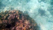 Parque Nacional Arrecife de Puerto Morelos por PlayaReservations