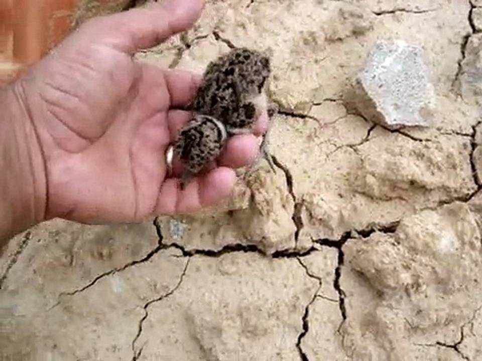 filhotes de quero-quero.