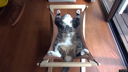 funny cat - un repos bien mérité