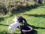 killer staff and bull terrier fight to death!!