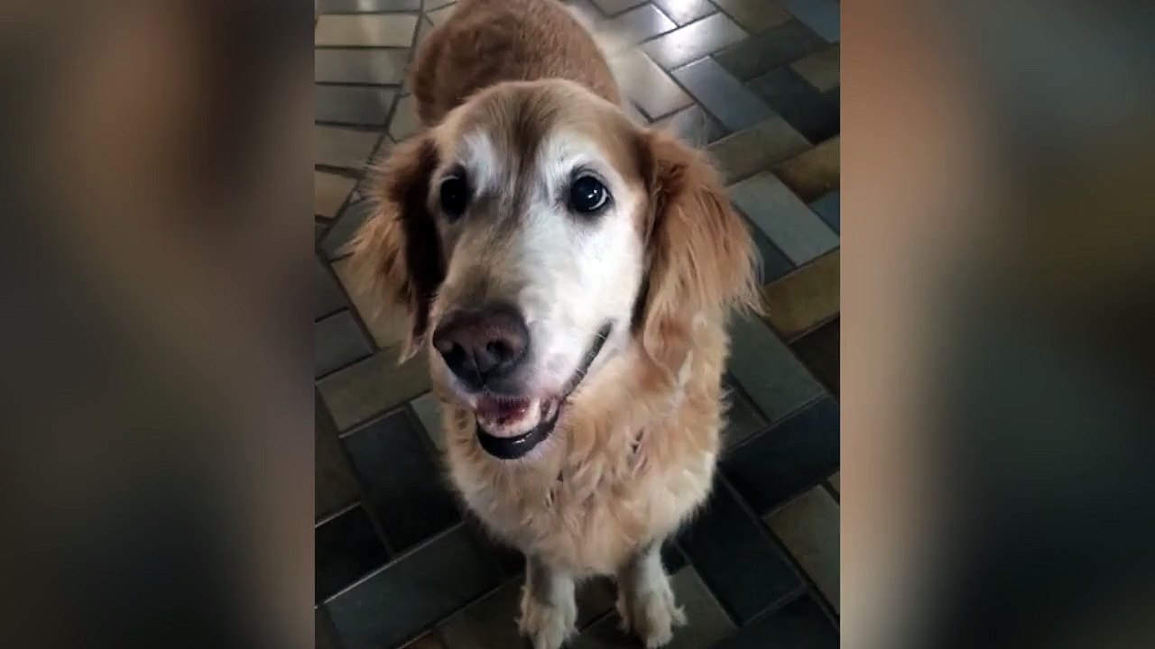 Perro se pone contento al saber que no tiene cáncer