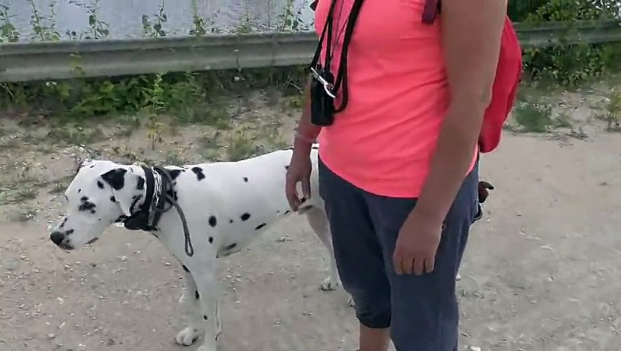 Iron dalmatien (sourd) 2 ans Aout 2015 par Cailin Marcelle résultats en 7 leçons www.educateurcanin.com