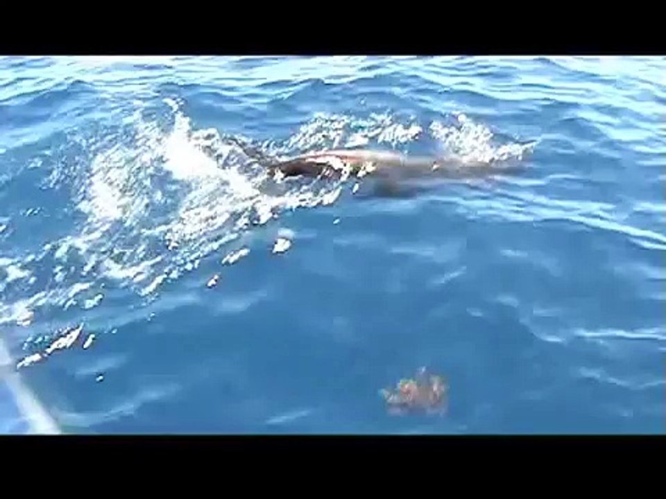 Sailfish