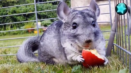 Funny videos - Funny pranks - Try not to laugh - Funny girls - Fail compilation 2015