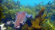 Snorkeling Manly, Dusky Whaler sharks, Port Jackson sharks, Giant Cuttlefish