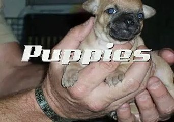 Puppies, Puppies, Puppies