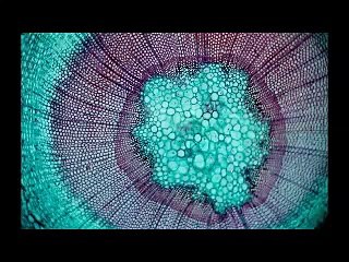 Introduction, Berris Charnley (Griffith University) Patenting Life, ISHPSSB 2013