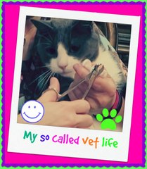 How to  - Fix Ingrown Cat nails - Importance of trims!  Veterinarian tip! Subscribe! Vlog