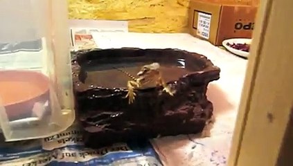 Badespass für die "Olsen Bande"