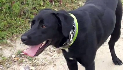 Happy (croisée) 2 ans Aout 2015 résultats en 7 leçons par Cailin Marcelle www.educateurcanin.com