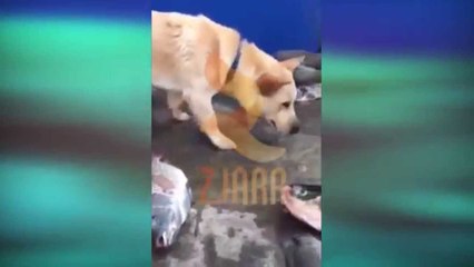 Zjarr Televizion -Qenin i cili mundohet të shpëtojë peshqit jashtë ujit
