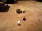 Golden Retriever puppy plays with his new Bumble Ball