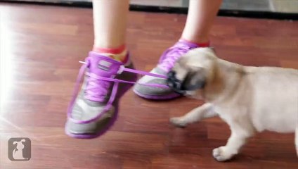 Epic Pug Puppy Battles Epic Shoe