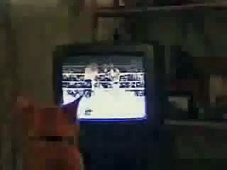 Funny Cute Orange Cat Loves Boxing Like Muhammad Ali