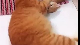 Funny Cute Fat Cat and Kitten Surprised