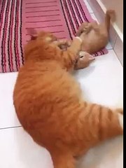 Funny Cute Fat Cat and Kitten Surprised