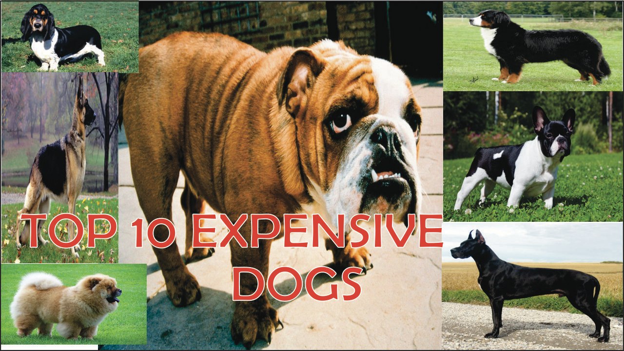 TOP 10 EXPENSIVE DOGS