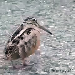 animal so nice dance
