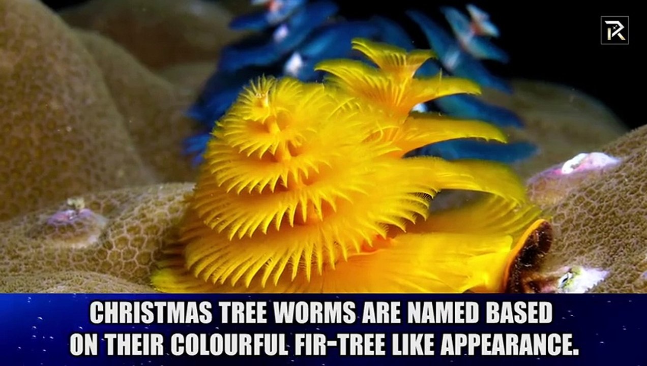 10 Creepy Sea Creatures You Didn't Know Existed