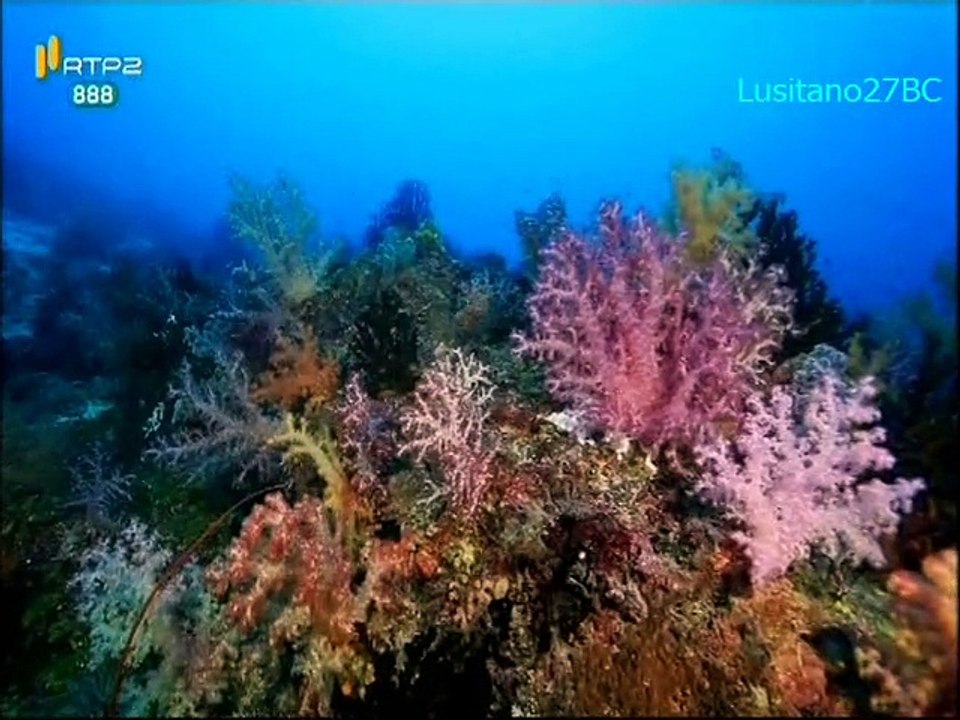 Mares e Oceanos - Ilhas Salomão - RTP2