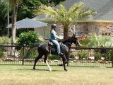Speed Racking Classy Tennessee Walking Horse Gelding for sale