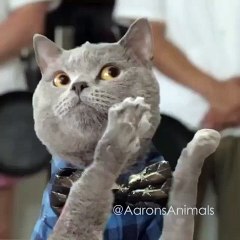 Quand le poisson n'est pas frais