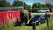 Elephant Attack- Circus Animal Lifts Car Off The Ground