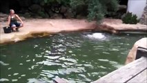 Zoo Jihlava- Krmení tuleňů