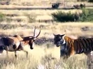 Difficult Hunt: Tiger "Hope" Conquer Antelope in South Africa!