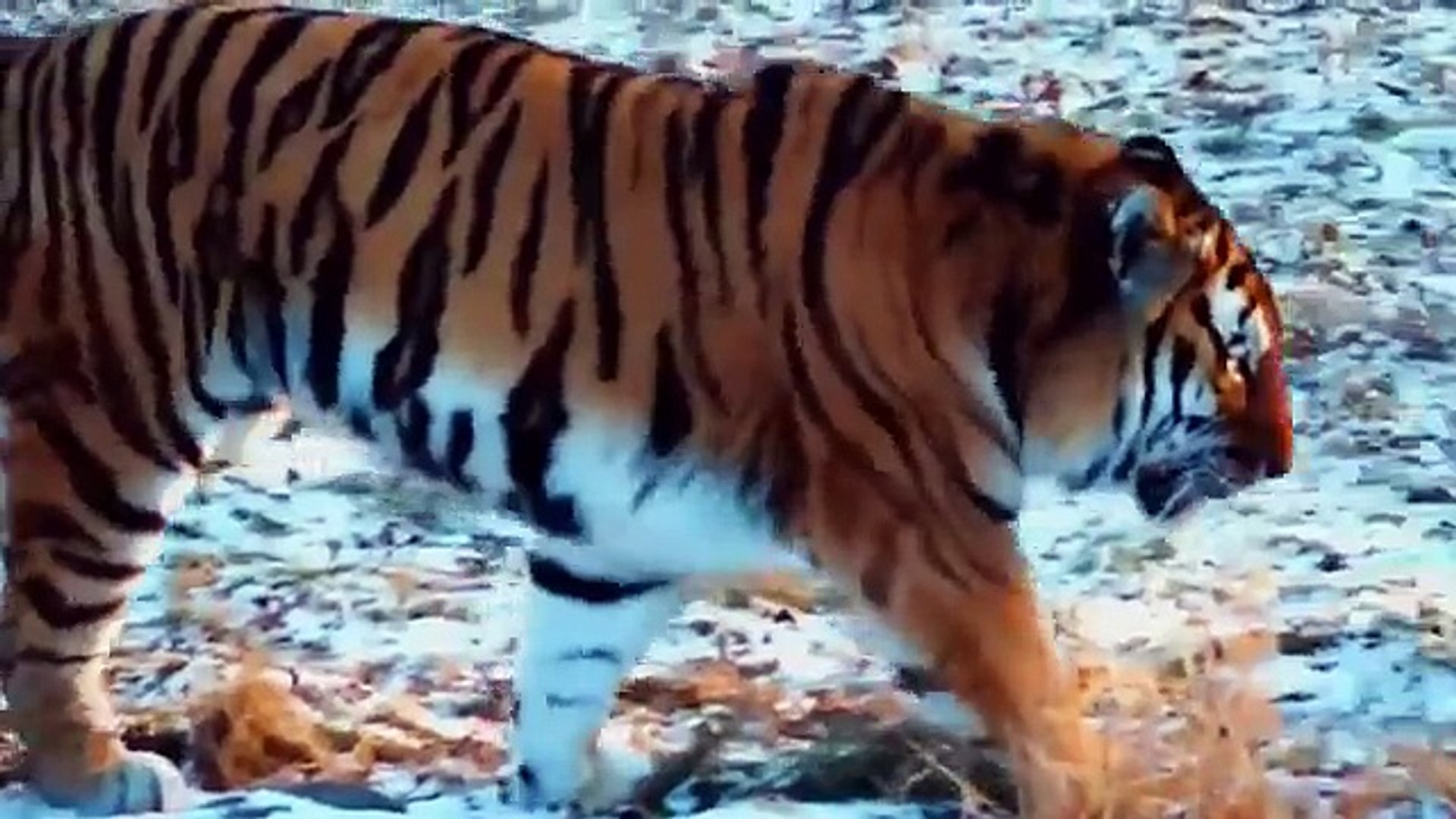 ⁣Animal Planet   Discovery Channel   Wild Life Animals Documentary 2015   National Geographic p5