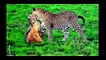 Animal Planet   Discovery Channel   Wild Life Animals Documentary 2015   National Geographic p2