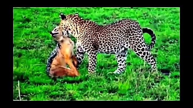 Animal Planet Discovery Channel Wild Life Animals Documentary 2015 National Geographic p2