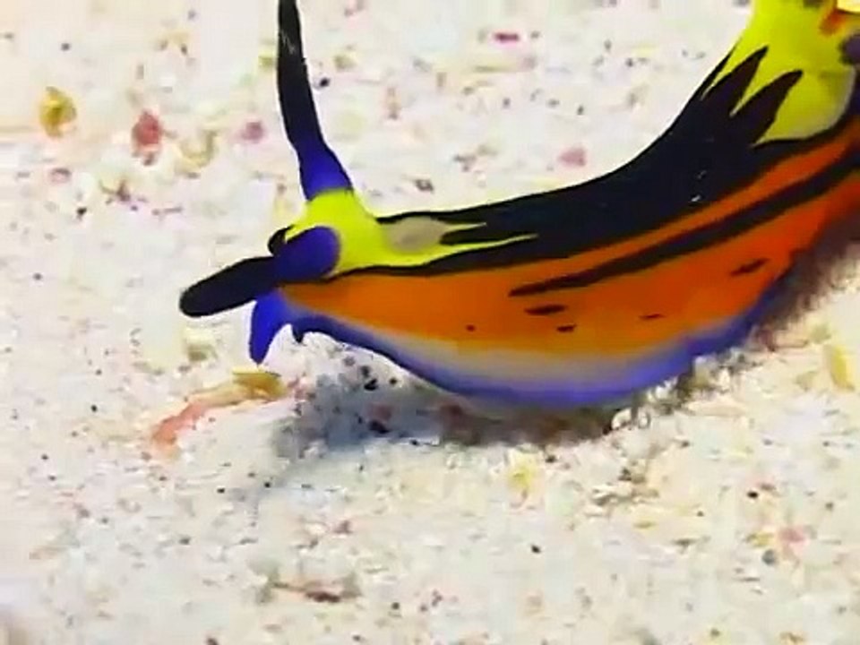 حيوان بحري : سبحان اللــــــــــــــه