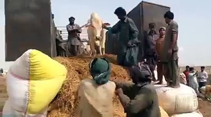 Unloading video of 1st truck 2015 from sindh