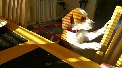 Dog wants to trade toy for breakfast