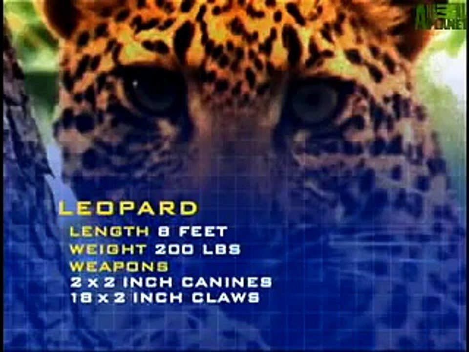 Animal Face-Off- Gorilla vs. Leopard.flv