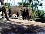 Elephants (Bow Chicka Wow Wow)