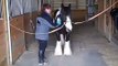 Well Trained Imported Gypsy Vanner Ride, drive, & Trick Trained