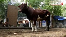 La vache sauvée des abattoirs a trouvé un refuge