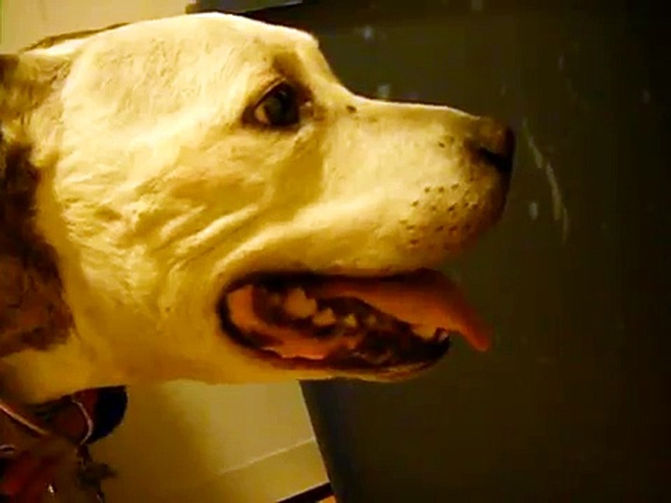 Dog has difficulty breathing