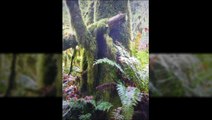 Vancouver Island BC Vacation | Tall Trees; Deep Canyons