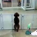 Cachorro dança com a musica tocando kkkk legal