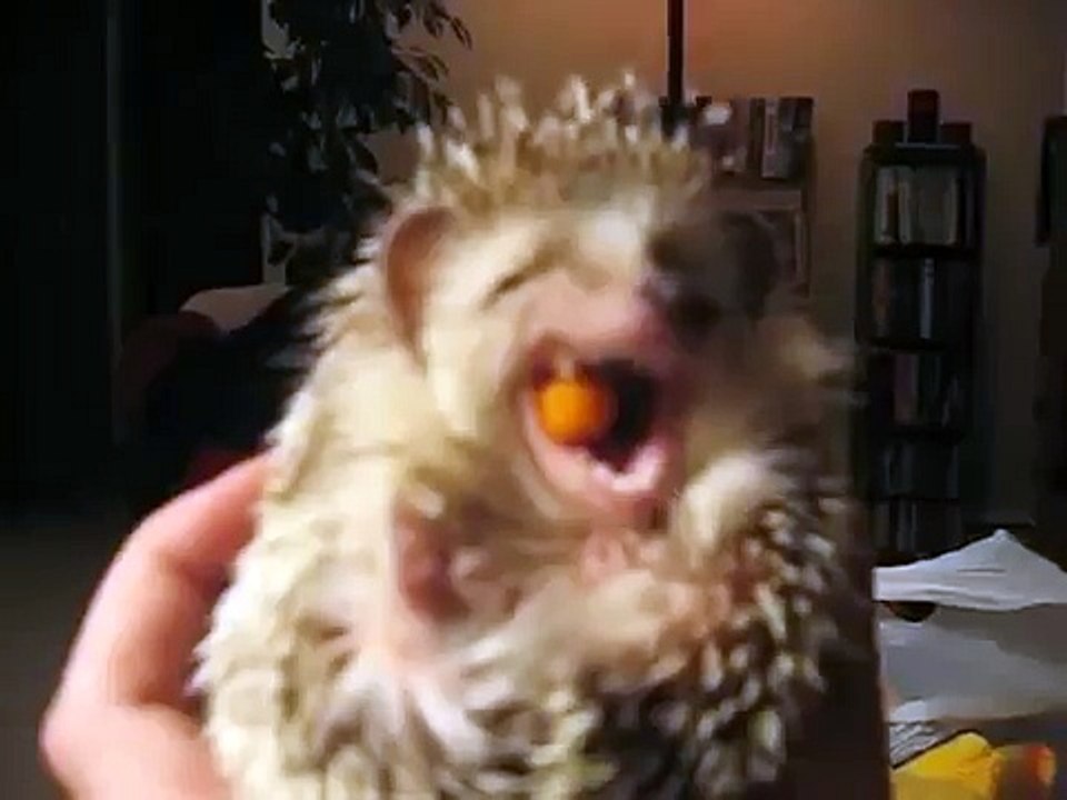 Cute hedgehog eating fruit FUNNY